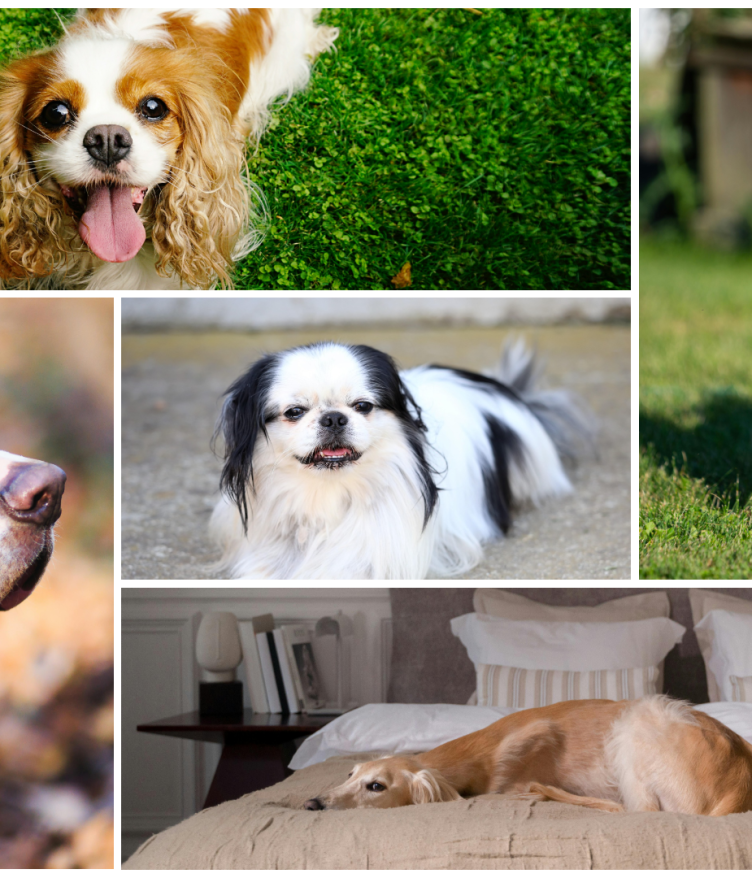 Dog Breed