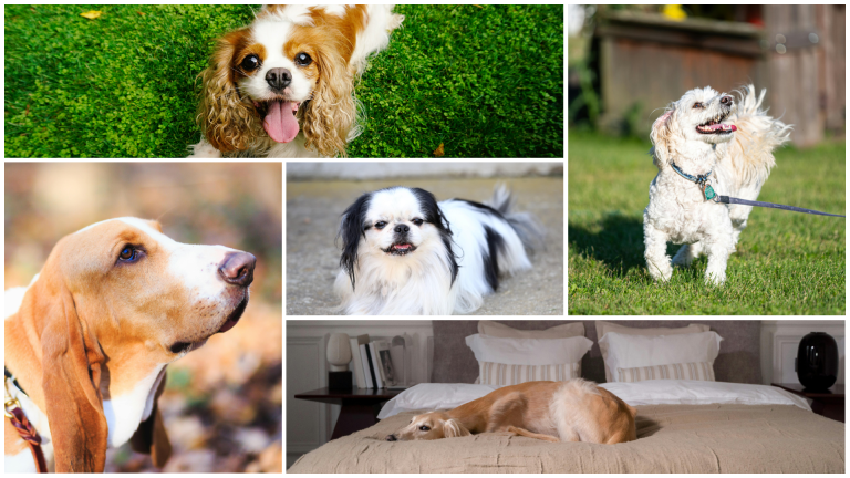 5 Underrated Low-Energy Dog Breeds for Apartment Living