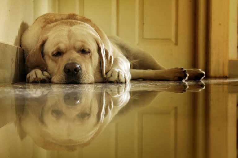 6 Subtle Signs Your Pet Is in Pain That Most Owners Miss