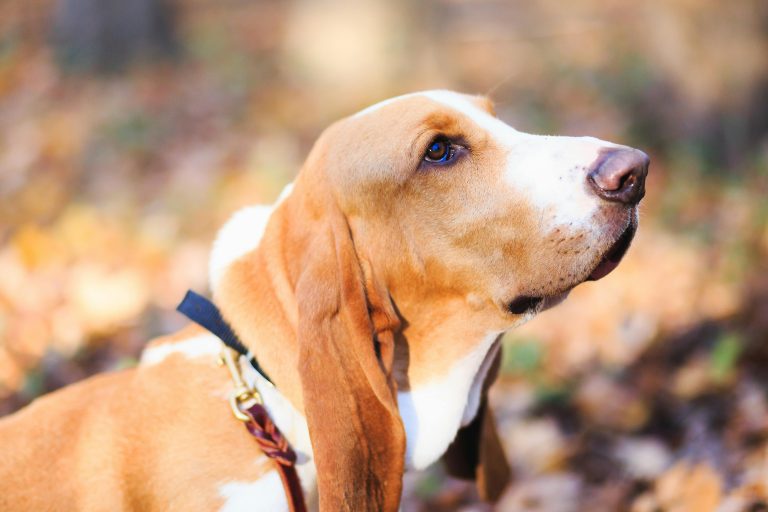 Basset Hound Dog
