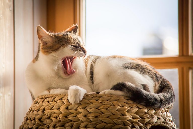 Decoding the Tail: Understanding Your Cat’s Signals