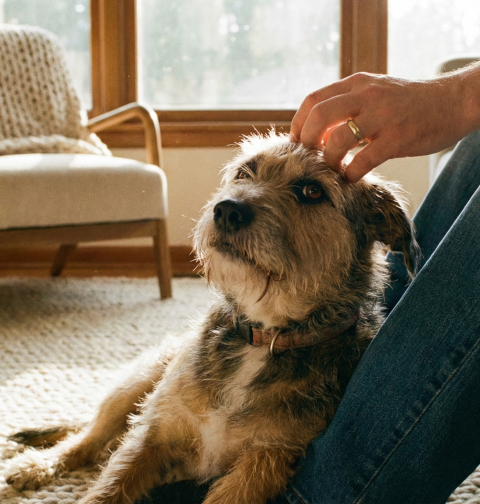 Rescue Dog