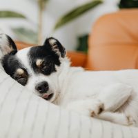 The First 24 Hours: A Survival Guide for New Puppy Parents