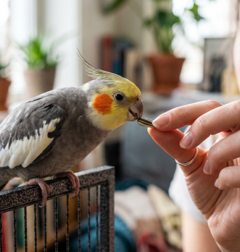 A woman feeding a cockatiel a seed while it perches on its cage. Green plants in the background.