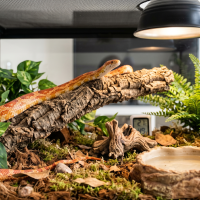 A corn snake resting on a log in its terrarium with plants and a water dish.