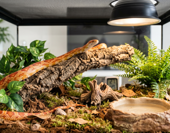 A corn snake resting on a log in its terrarium with plants and a water dish.