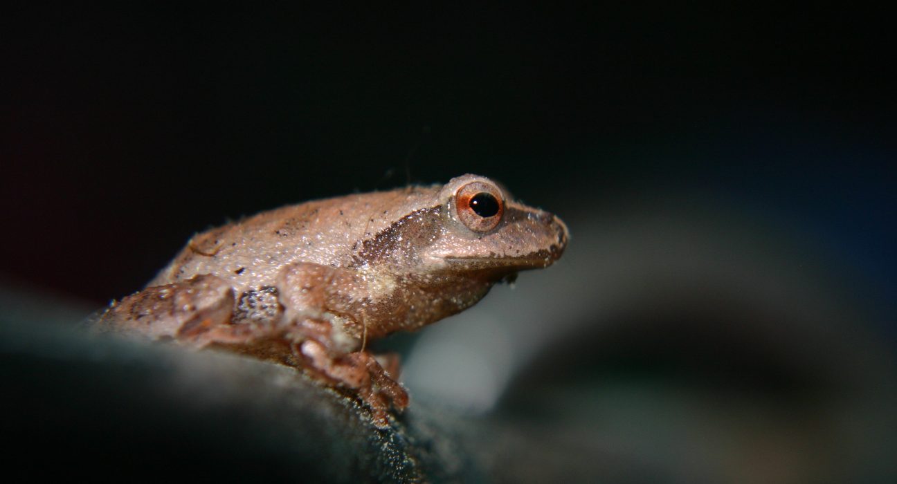 Close-up of a small pet tree frog, ideal for beginner frog keepers