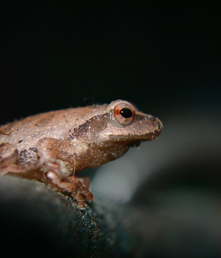 Close-up of a small pet tree frog, ideal for beginner frog keepers