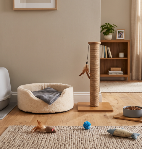 A cozy, sunlit room set up with essential supplies for a Newly Adopted Cat, including a soft bed, covered litter box, scratching post, toys, and food bowls on a wooden floor.