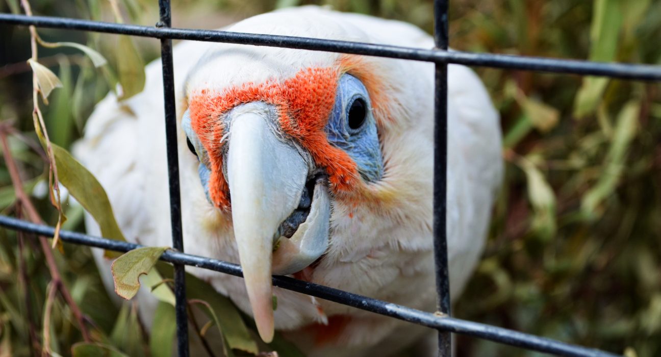 Why Won't My Bird Stop Biting: A close-up of a white parrot with red facial markings aggressively biting its cage bars.
