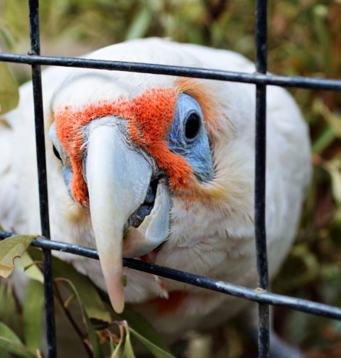 Why Won't My Bird Stop Biting: A close-up of a white parrot with red facial markings aggressively biting its cage bars.