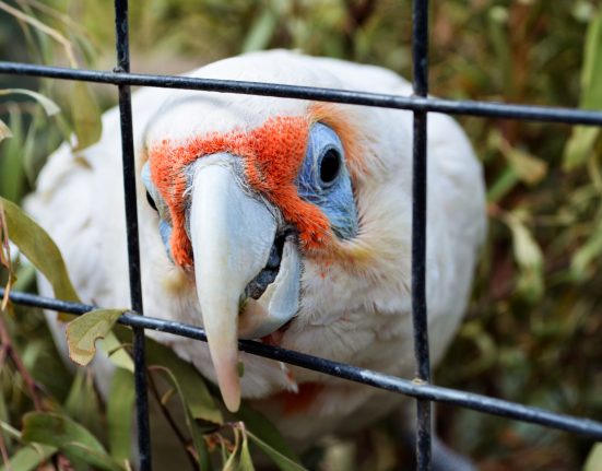 Why Won't My Bird Stop Biting: A close-up of a white parrot with red facial markings aggressively biting its cage bars.
