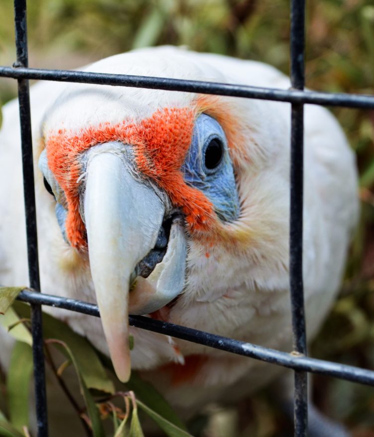 Why Won't My Bird Stop Biting: A close-up of a white parrot with red facial markings aggressively biting its cage bars.