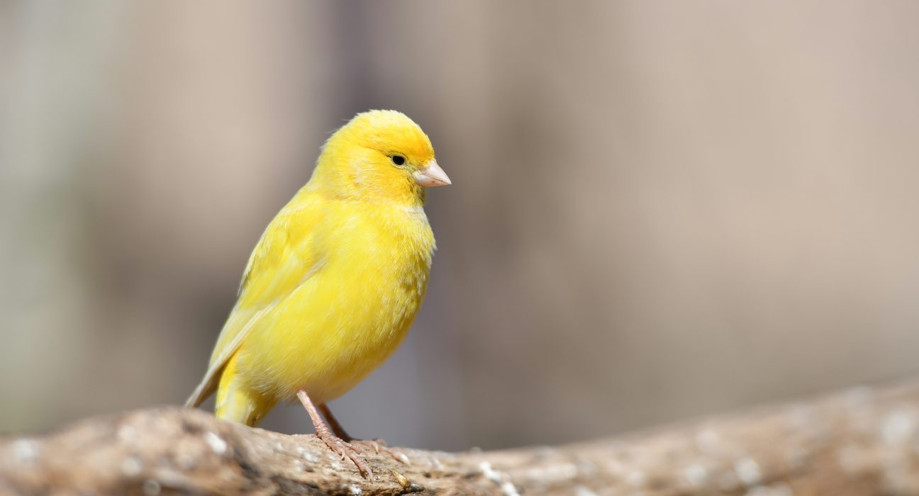 Bright yellow canary perched on a wooden branch, illustrating "Why Is My Canary Not Singing."
