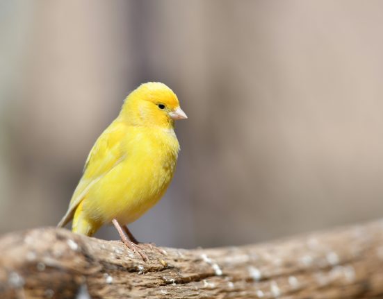 Bright yellow canary perched on a wooden branch, illustrating "Why Is My Canary Not Singing."