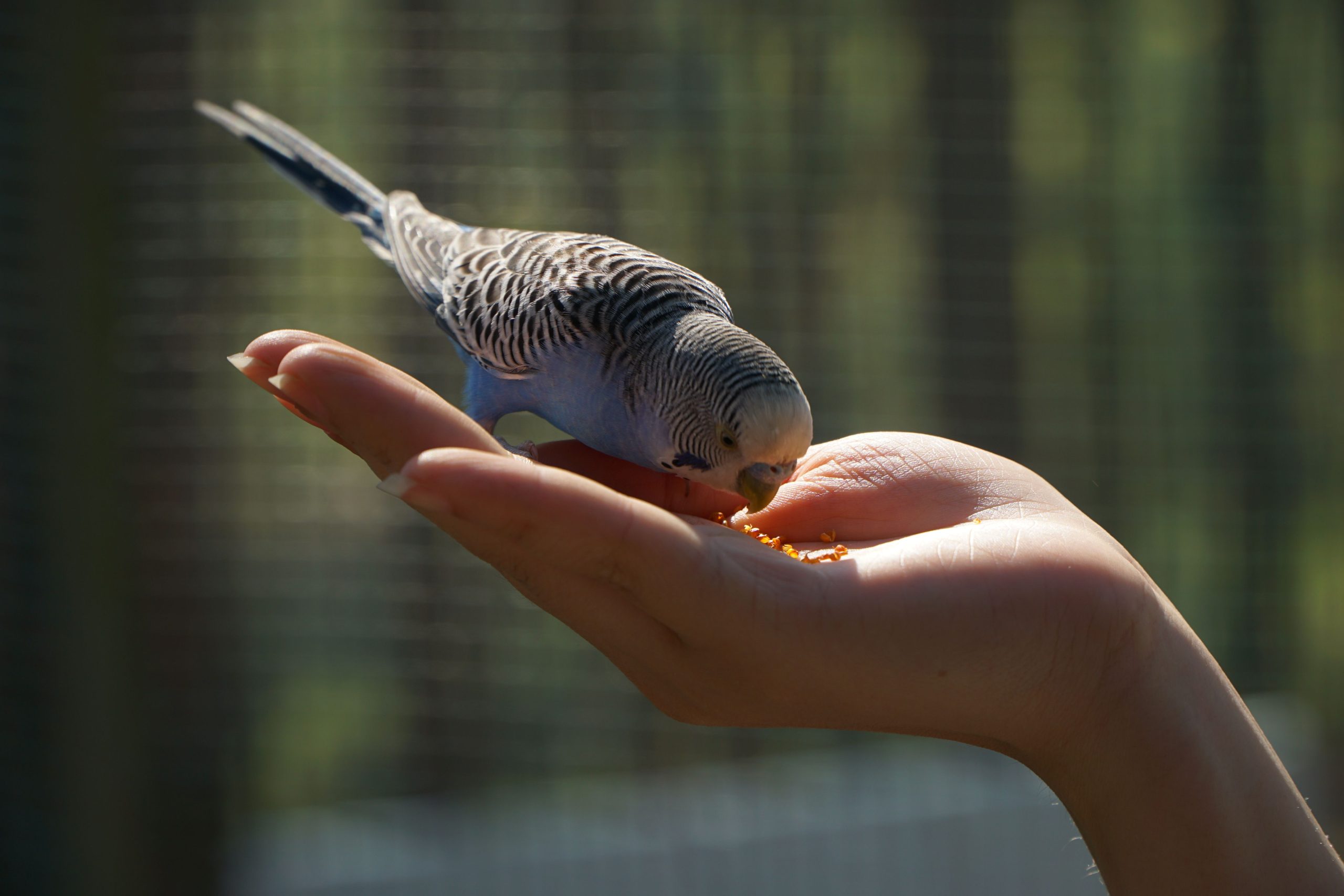 Owner hand-feeding pellets to a budgie during a diet transition.