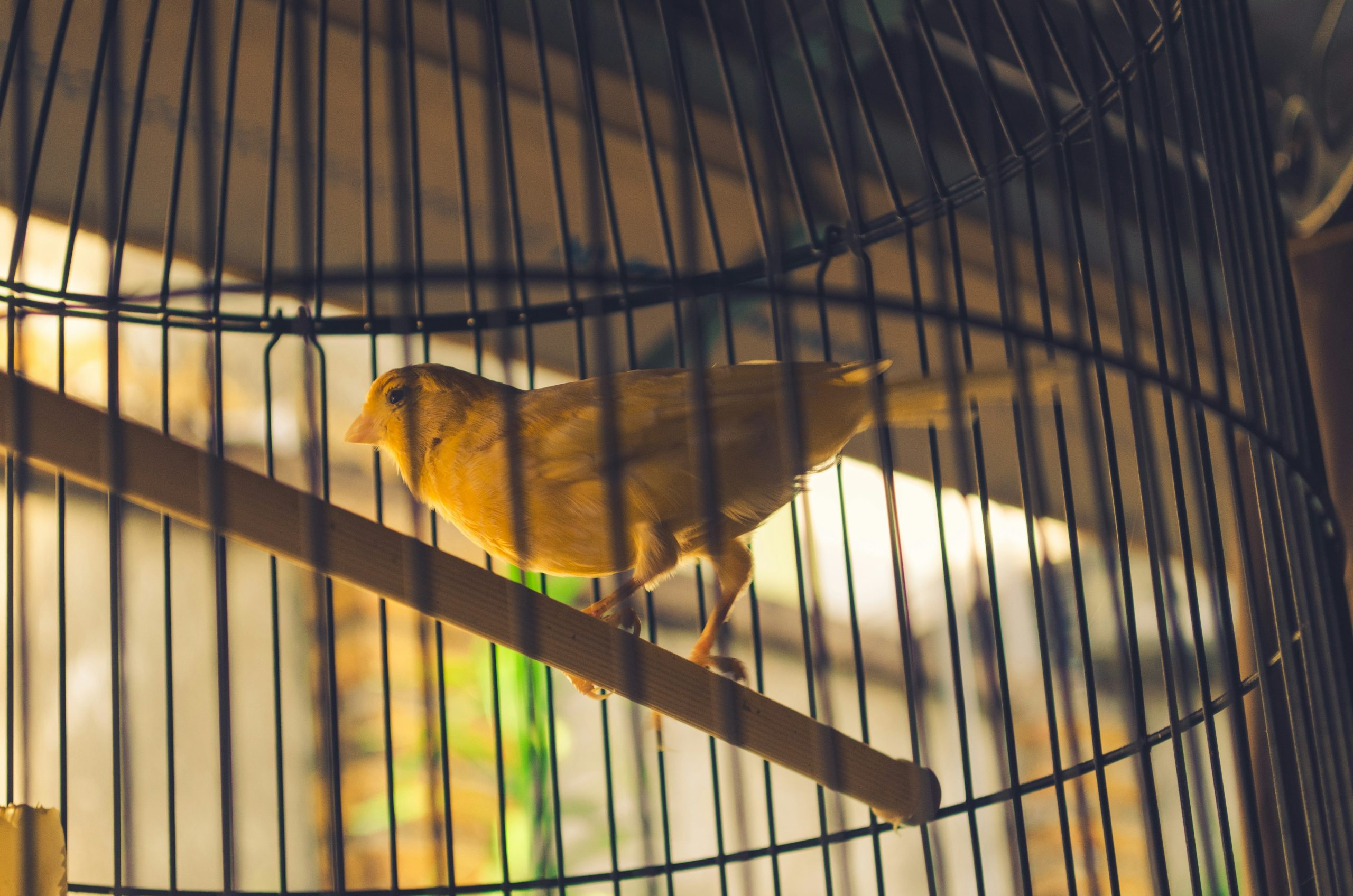 Well-placed canary cage in a quiet, sunlit room to encourage singing.