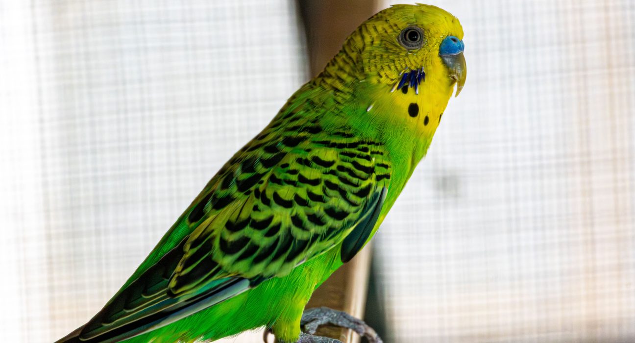 Close-up of a green-and-yellow budgie perched on a wooden bar.