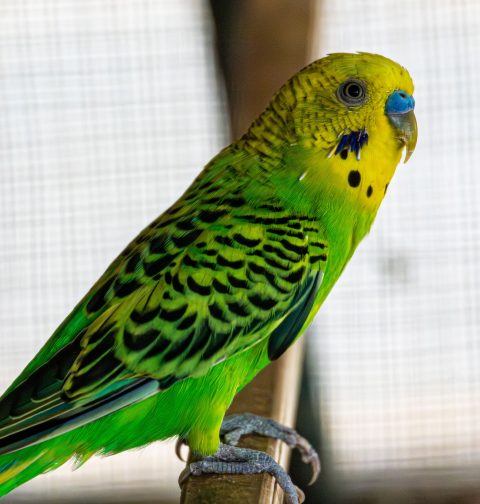 Close-up of a green-and-yellow budgie perched on a wooden bar.