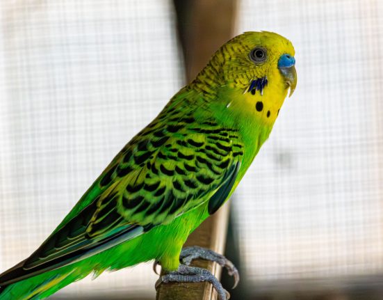 Close-up of a green-and-yellow budgie perched on a wooden bar.