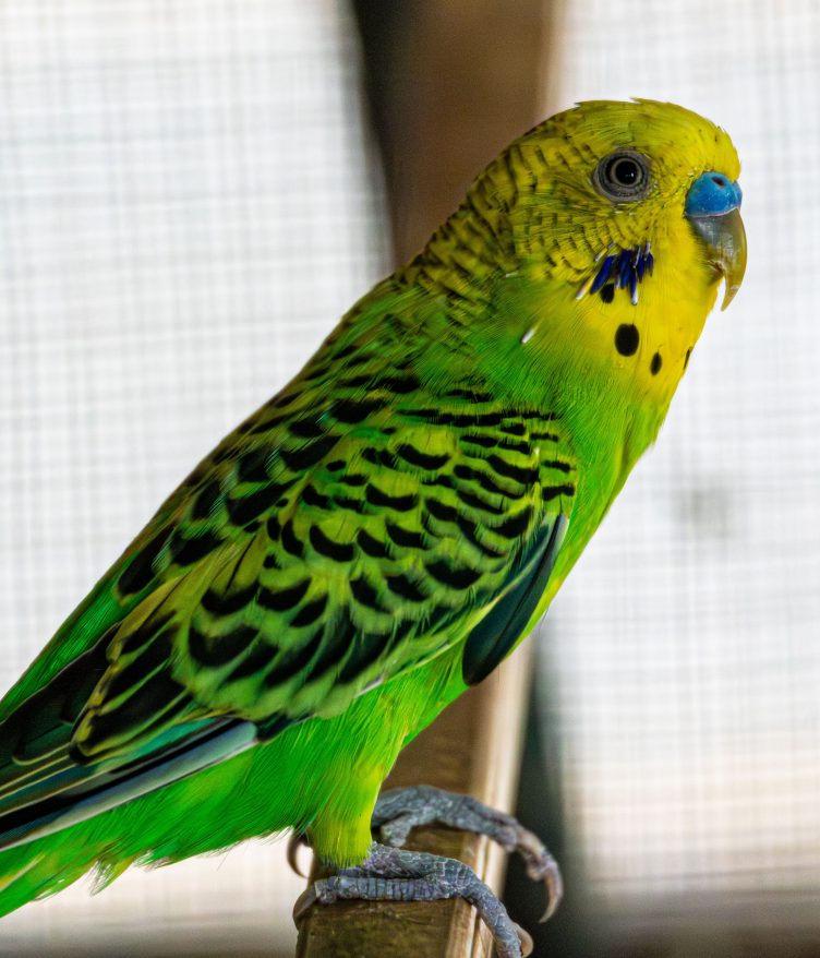Close-up of a green-and-yellow budgie perched on a wooden bar.