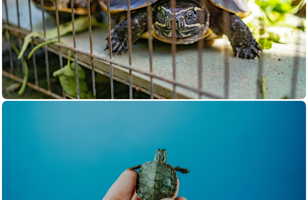 A split image comparison of a tiny hatchling in a hand and a large adult, showing owners how long do pet turtles live and grow over time.