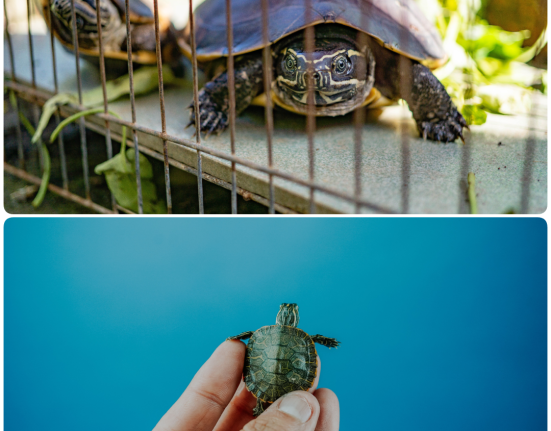 A split image comparison of a tiny hatchling in a hand and a large adult, showing owners how long do pet turtles live and grow over time.
