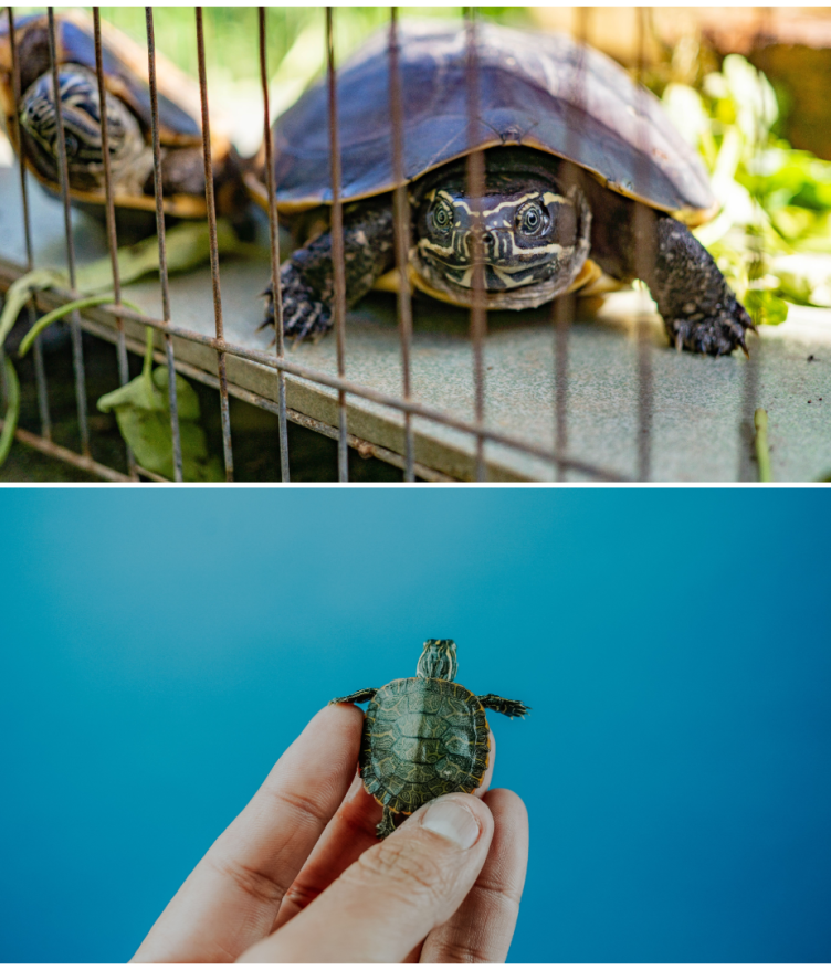 A split image comparison of a tiny hatchling in a hand and a large adult, showing owners how long do pet turtles live and grow over time.