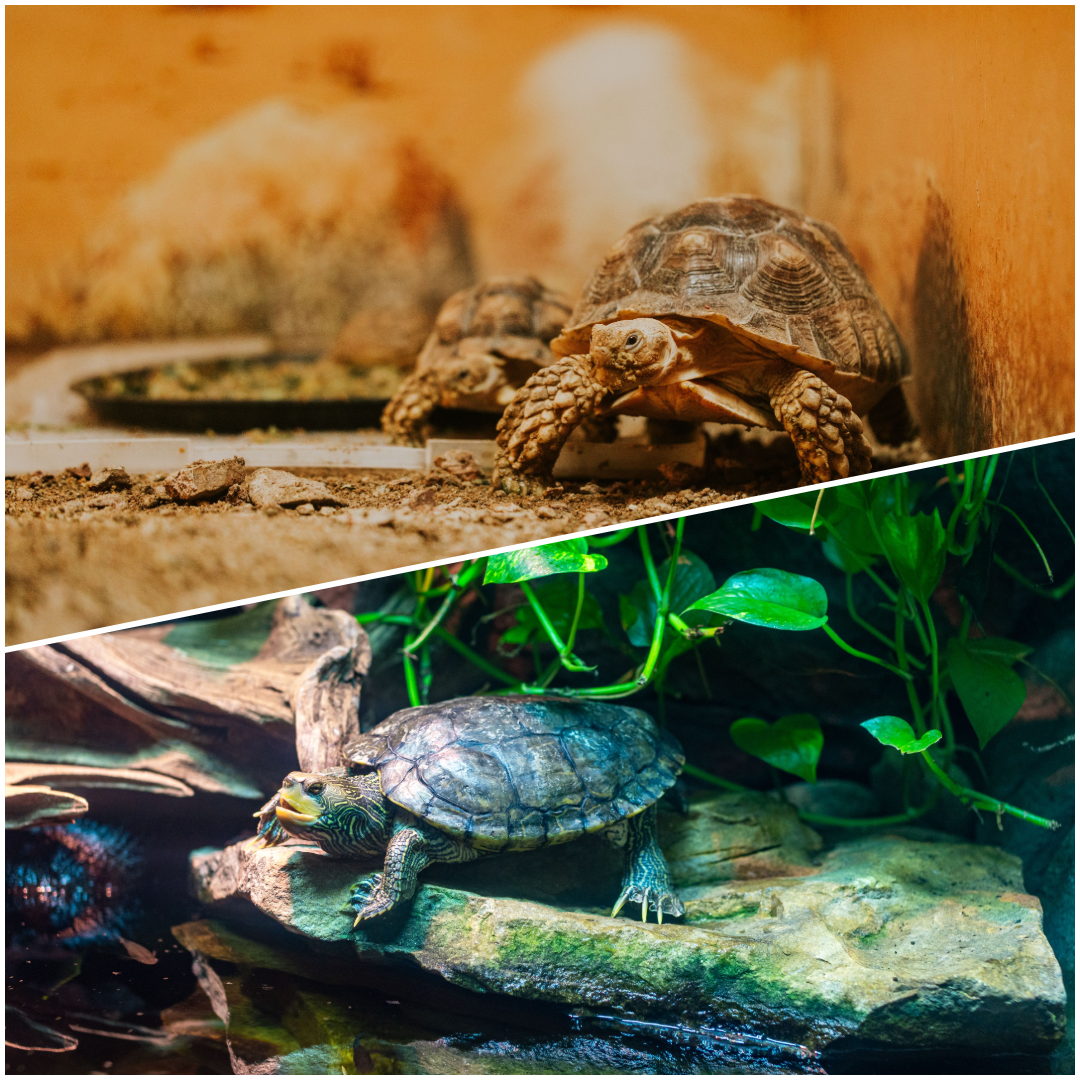 Proper turtle tank setup and tortoise enclosure for a long reptile lifespan.