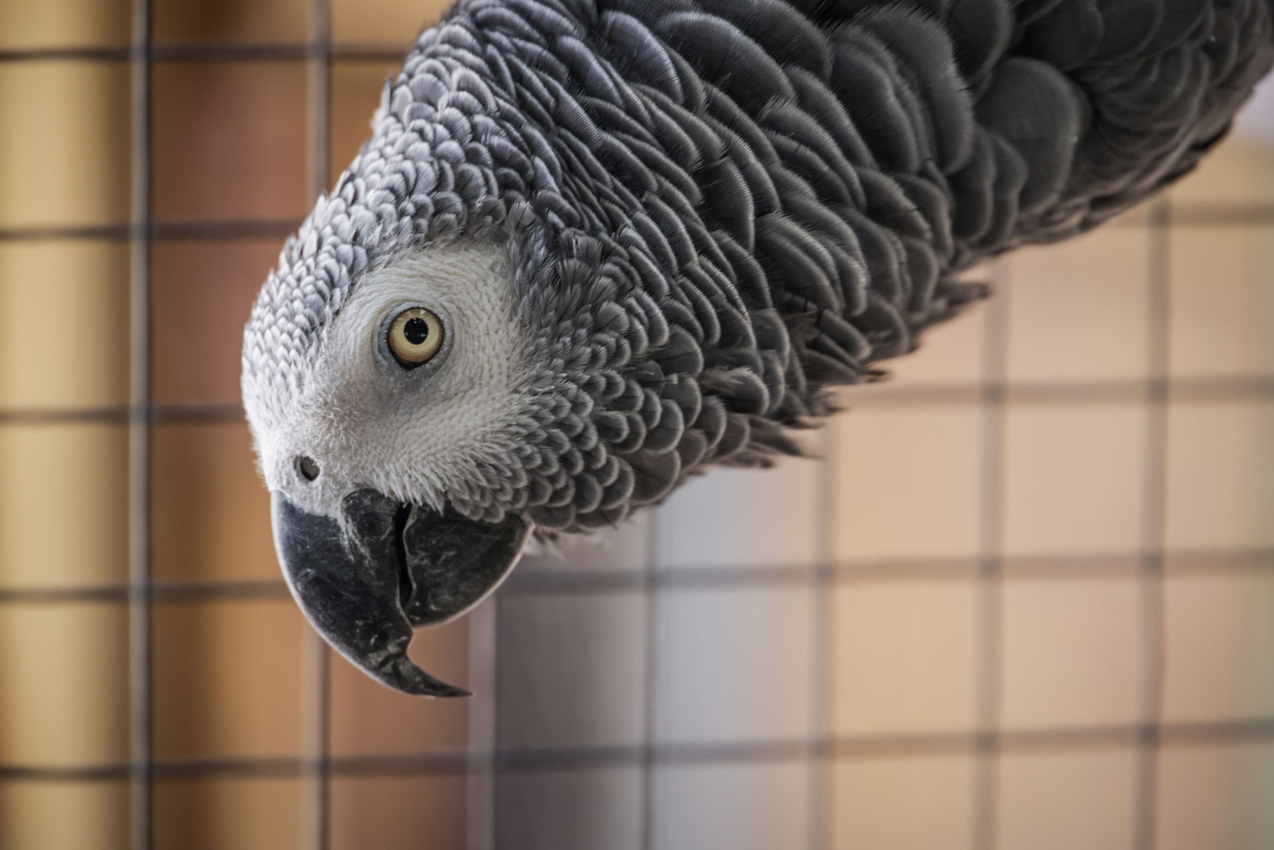 A bird with pinned eyes and raised nape feathers, a classic pre-bite warning sign.