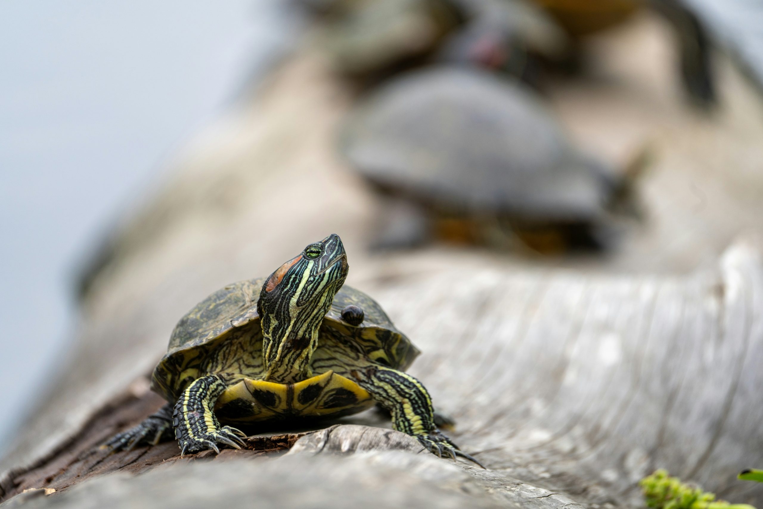 Red-eared slider basking under a UV lamp to help maximize its pet turtle lifespan.
