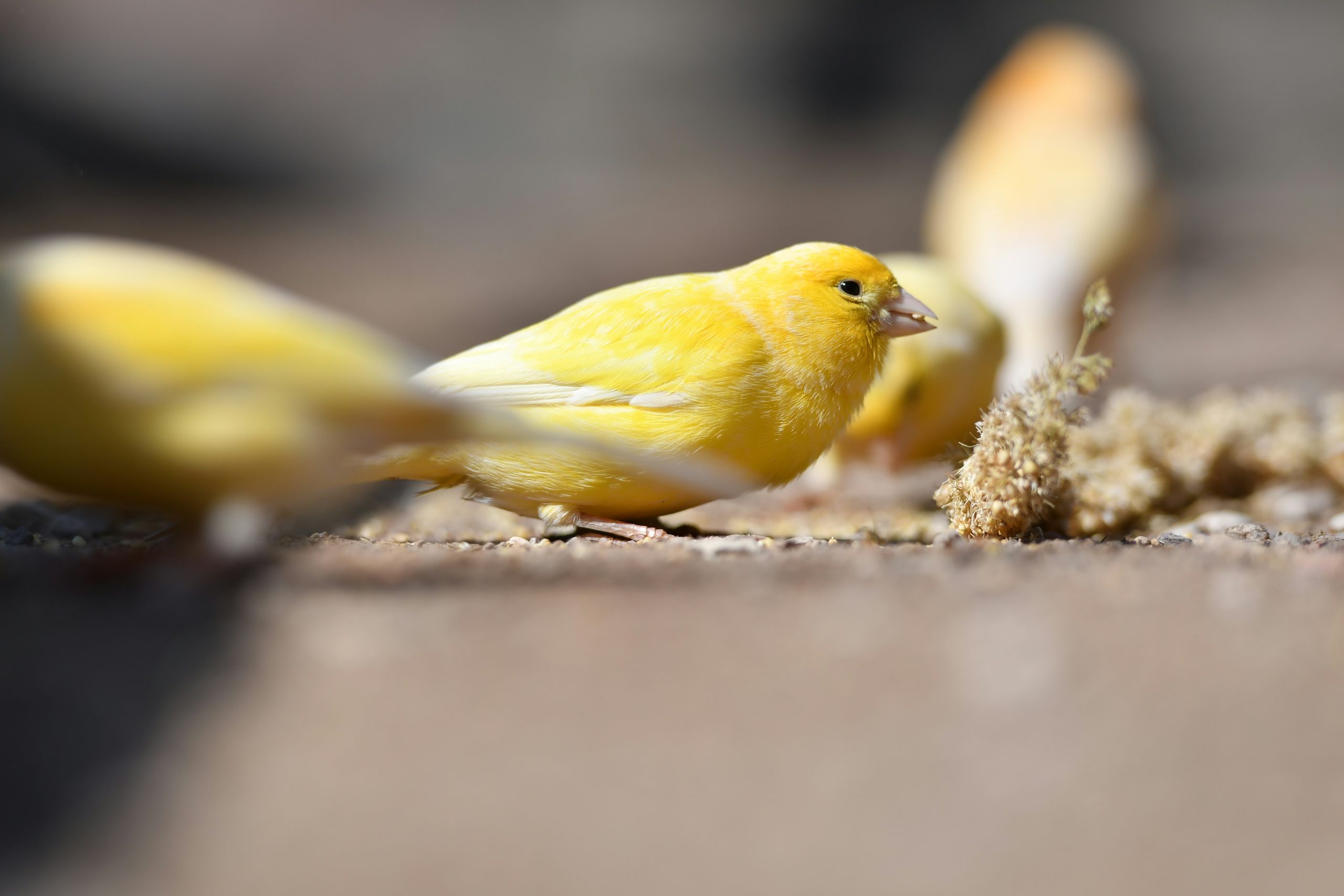 Canary eating a healthy diet to support molt recovery and singing.