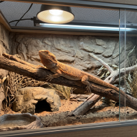 A healthy central bearded dragon (Pogona vitticeps) resting on a natural basking branch inside a spacious, well-designed 4x2x2 foot terrarium setup with a rock hide, desert backdrop, and overhead heating and UVB lighting.