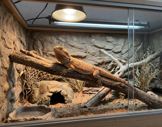 A healthy central bearded dragon (Pogona vitticeps) resting on a natural basking branch inside a spacious, well-designed 4x2x2 foot terrarium setup with a rock hide, desert backdrop, and overhead heating and UVB lighting.