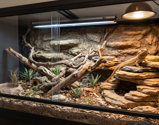 A high-quality, professional photograph of a healthy bearded dragon basking inside a meticulously designed 4x2x2-foot exotic pet habitat. The spacious, naturalistic glass enclosure features an arid, soil-based substrate cluttered with dry leaves, natural stones, and desert-style plants. Large, sprawling natural wood branches stretch across the habitat, providing climbing opportunities. On the right, a layered, natural rock formation serves as a basking platform and hide, where the bearded dragon sits comfortably under the warm glow of a dome heat lamp. A tubular UV light fixture is mounted along the mesh ceiling, illuminating the entire setup. A textured, rock-like background covers the rear of the enclosure, completed by sliding glass front doors and a shallow bowl on the left, creating a clean, thriving environment.