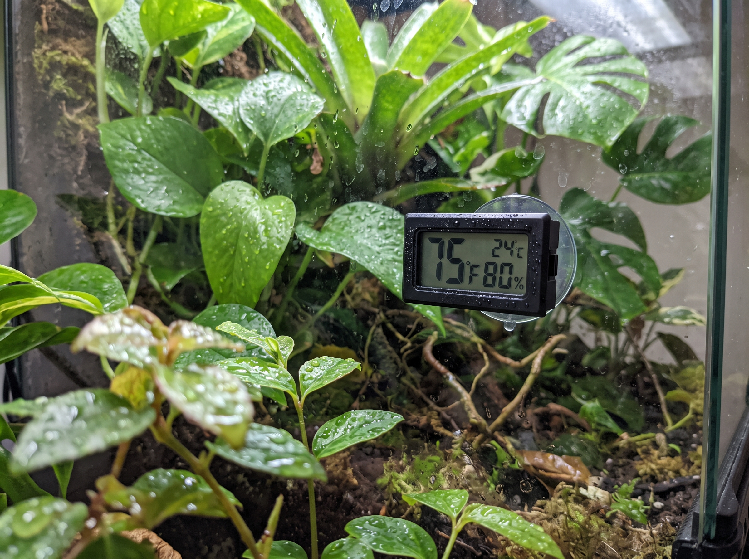 A digital thermometer and hygrometer measuring the safe temperature and humidity levels inside a tropical exotic pet habitat.