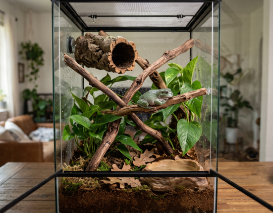 A realistic indoor photograph of a tall glass terrarium set up as a natural frog habitat for a White’s tree frog, featuring a plump green frog resting on sturdy climbing branches, lush live pothos plants, a suspended cork bark hide, moist coconut-fiber substrate with leaf litter, and a shallow water dish, resting on a wooden table.